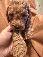 Bobo, a male Cockapoo and Poodle - Miniature  for sale in Rosenberg, TX – Photo 6 of 9
