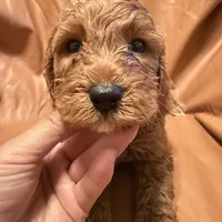 Bobo, a male Cockapoo and Poodle - Miniature  for sale in Rosenberg, TX – Photo 3 of 9