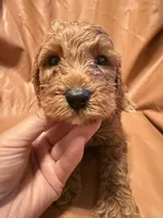 Bobo, a male Cockapoo and Poodle - Miniature  for sale in Rosenberg, TX – Photo 3 of 9