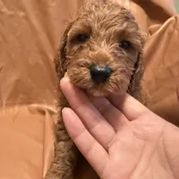 Bobo, a male Cockapoo and Poodle - Miniature  for sale in Rosenberg, TX – Photo 2 of 9