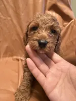 Bobo, a male Cockapoo and Poodle - Miniature  for sale in Rosenberg, TX – Photo 2 of 9