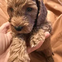 Bobo, a male Cockapoo and Poodle - Miniature  for sale in Rosenberg, TX – Photo 9 of 9