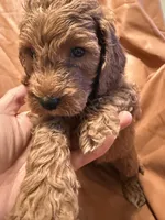 Bobo, a male Cockapoo and Poodle - Miniature  for sale in Rosenberg, TX – Photo 9 of 9