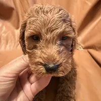 Bobo, a male Cockapoo and Poodle - Miniature  for sale in Rosenberg, TX – Photo 5 of 9