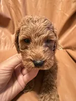 Bobo, a male Cockapoo and Poodle - Miniature  for sale in Rosenberg, TX – Photo 5 of 9