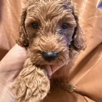 Bobo, a male Cockapoo and Poodle - Miniature  for sale in Rosenberg, TX – Photo 4 of 9