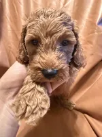 Bobo, a male Cockapoo and Poodle - Miniature  for sale in Rosenberg, TX – Photo 4 of 9