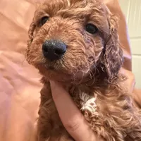 Peanut, a male Cockapoo and Poodle - Toy  for sale in Rosenberg, TX – Photo 3 of 6