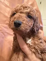 Peanut, a male Cockapoo and Poodle - Toy  for sale in Rosenberg, TX – Photo 3 of 6