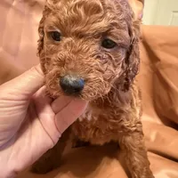 Peanut, a male Cockapoo and Poodle - Toy  for sale in Rosenberg, TX – Photo 2 of 6