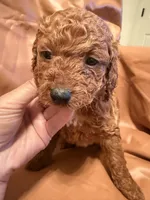 Peanut, a male Cockapoo and Poodle - Toy  for sale in Rosenberg, TX – Photo 2 of 6
