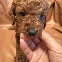 Peanut, a male Cockapoo and Poodle - Toy  for sale in Rosenberg, TX – Photo 6 of 6