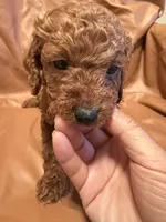Peanut, a male Cockapoo and Poodle - Toy  for sale in Rosenberg, TX – Photo 6 of 6