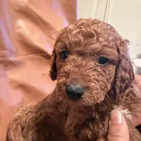 Peanut, a male Cockapoo and Poodle - Toy  for sale in Rosenberg, TX – Photo 4 of 6