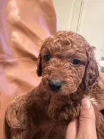 Peanut, a male Cockapoo and Poodle - Toy  for sale in Rosenberg, TX – Photo 4 of 6