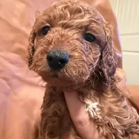 Peanut, a male Cockapoo and Poodle - Toy  for sale in Rosenberg, TX – Photo 5 of 6