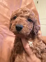 Peanut, a male Cockapoo and Poodle - Toy  for sale in Rosenberg, TX – Photo 5 of 6