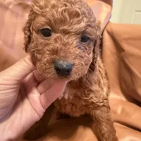 Peanut, a male Cockapoo and Poodle - Toy  for sale in Rosenberg, TX – Photo 1 of 6