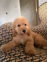     Daisy, a female Cockapoo and Poodle - Miniature  for sale in Rosenberg, TX – 6 of 9