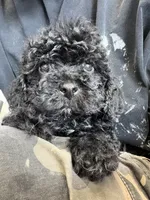 toby, a male Bichon Frise and Poodle - Toy  for sale in Rosenberg, TX – 2 of 6