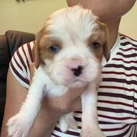 AKC Rocky, a male Cavalier King Charles Spaniel for sale in Rosenberg, TX – 4 of 6