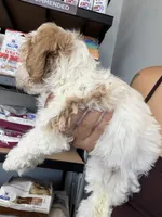 coco, a female Bichon Frise and Cockapoo for sale in Rosenberg, TX – 6 of 7