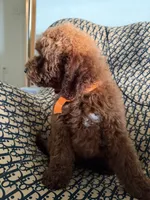 Peanut, a male Cockapoo and Poodle - Miniature  for sale in Rosenberg, TX – 10 of 10