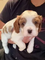 AKC Max, a male Cavalier King Charles Spaniel for sale in Rosenberg, TX – 6 of 9