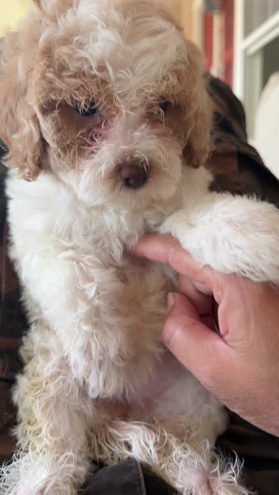 coco, a female Bichon Frise and Cockapoo for sale in Rosenberg, TX – 9 of 9