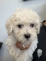 candy, a female Bichon Frise and Poodle - Toy  for sale in Rosenberg, TX – 4 of 7
