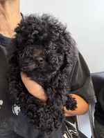 oreo, a male Bichon Frise and Poodle - Toy  for sale in Rosenberg, TX – 2 of 7