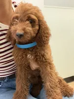     Cooper, a male Cockapoo and Poodle - Miniature  for sale in Rosenberg, TX – 3 of 8