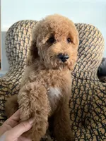 qiqi, a male Cockapoo and Poodle - Miniature  for sale in Rosenberg, TX – 5 of 9