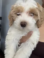 coco, a female Bichon Frise and Cockapoo for sale in Rosenberg, TX – 3 of 7