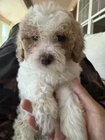 coco, a female Bichon Frise and Cockapoo for sale in Rosenberg, TX – 5 of 9