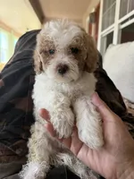 coco, a female Bichon Frise and Cockapoo for sale in Rosenberg, TX – 6 of 9