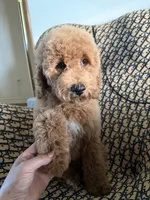 qiqi, a male Cockapoo and Poodle - Miniature  for sale in Rosenberg, TX – 8 of 9