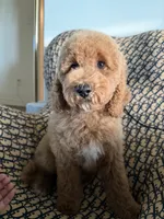 qiqi, a male Cockapoo and Poodle - Miniature  for sale in Rosenberg, TX – 6 of 9