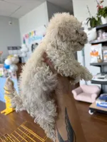     Teddy, a male Bichon Frise and Poodle - Toy  for sale in Rosenberg, TX – 5 of 6