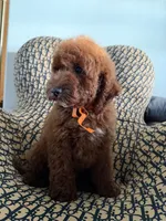 Peanut, a male Cockapoo and Poodle - Miniature  for sale in Rosenberg, TX – 6 of 10