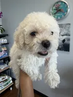 ollie, a male Bichon Frise and Poodle - Toy  for sale in Rosenberg, TX – 3 of 5