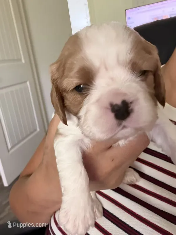 AKC Buddy – Cavalier King Charles Spaniel puppy for sale in Rosenberg, TX