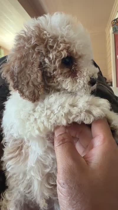     Brownie, a male Bichon Frise and Cockapoo for sale in Rosenberg, TX – 8 of 8