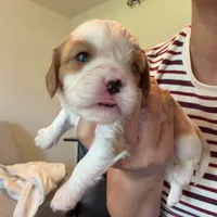 AKC Buddy, a male Cavalier King Charles Spaniel for sale in Rosenberg, TX – 3 of 9