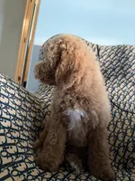 qiqi, a male Cockapoo and Poodle - Miniature  for sale in Rosenberg, TX – 2 of 9
