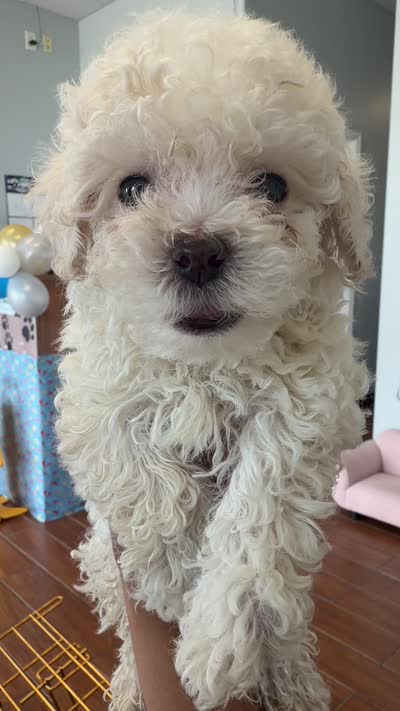     Teddy, a male Bichon Frise and Poodle - Toy  for sale in Rosenberg, TX – 6 of 6