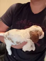AKC Max, a male Cavalier King Charles Spaniel for sale in Rosenberg, TX – 7 of 9