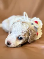 processed/fe53ddb1-2c4f-4022-a23e-310f696be475/listing/7eadef3b-1c69-46d9-af34-01019af93317/03186c03-2d7c-4a39-b612-f9cf5188b11d