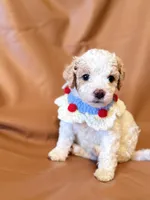 processed/fe53ddb1-2c4f-4022-a23e-310f696be475/listing/7eadef3b-1c69-46d9-af34-01019af93317/0745a557-fbfa-4d99-bae8-5ce8fca7682c