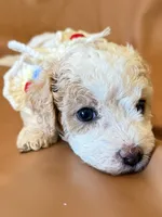 processed/fe53ddb1-2c4f-4022-a23e-310f696be475/listing/7eadef3b-1c69-46d9-af34-01019af93317/97f6f0a0-68e2-420a-a10d-add757d4be3f